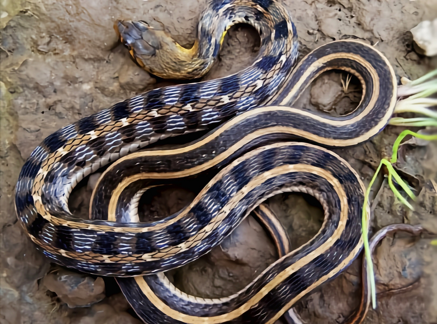 每天认识一种动物——草腹链蛇 草腹链蛇别名草游蛇,斑背蛇,土地公蛇