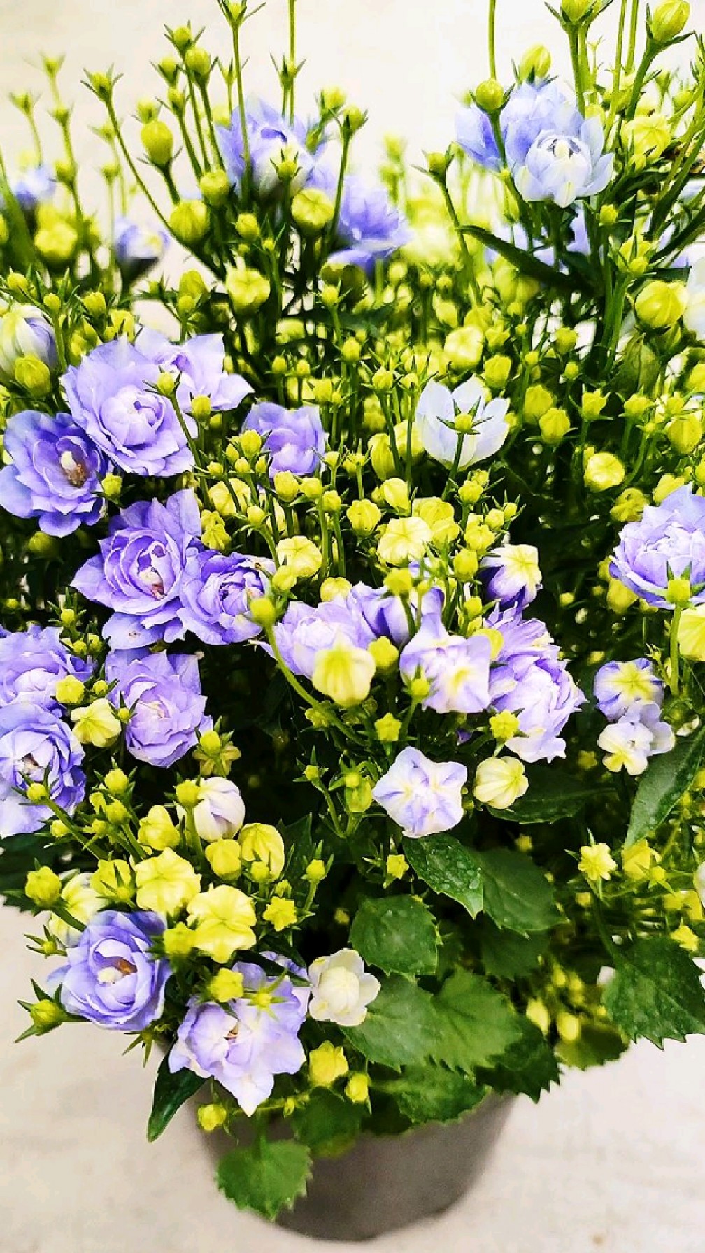 丹麦风铃花的养护方法