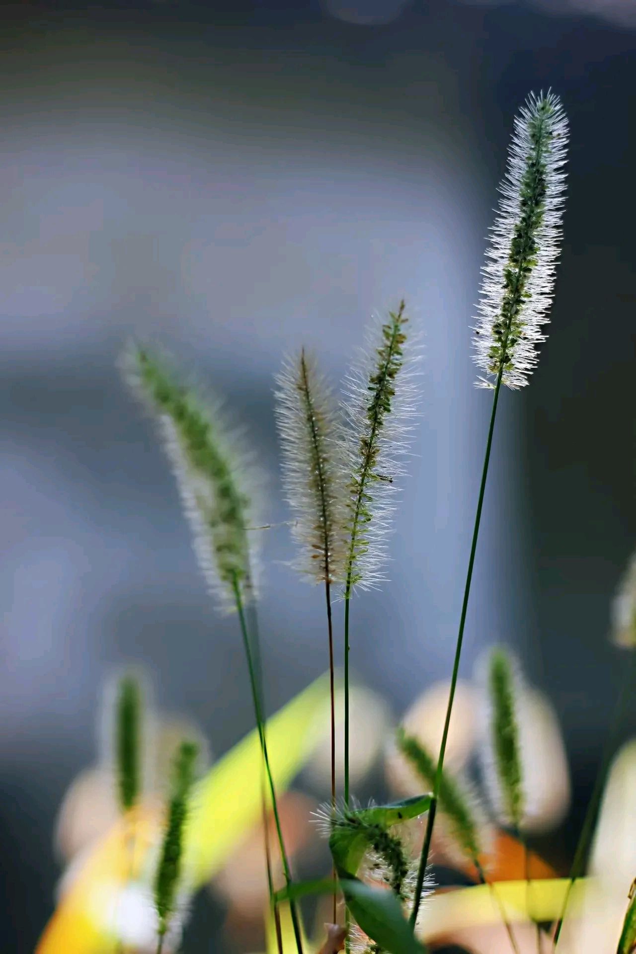 秋天是狗尾巴草最迷人的季节