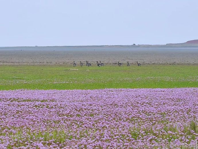 鄱阳湖花海图片