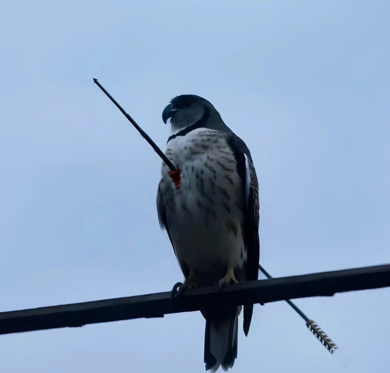 鹰说:幸亏射中的是我的心脏,不是我的翅膀. 心死翼未伤,亦可去远方.