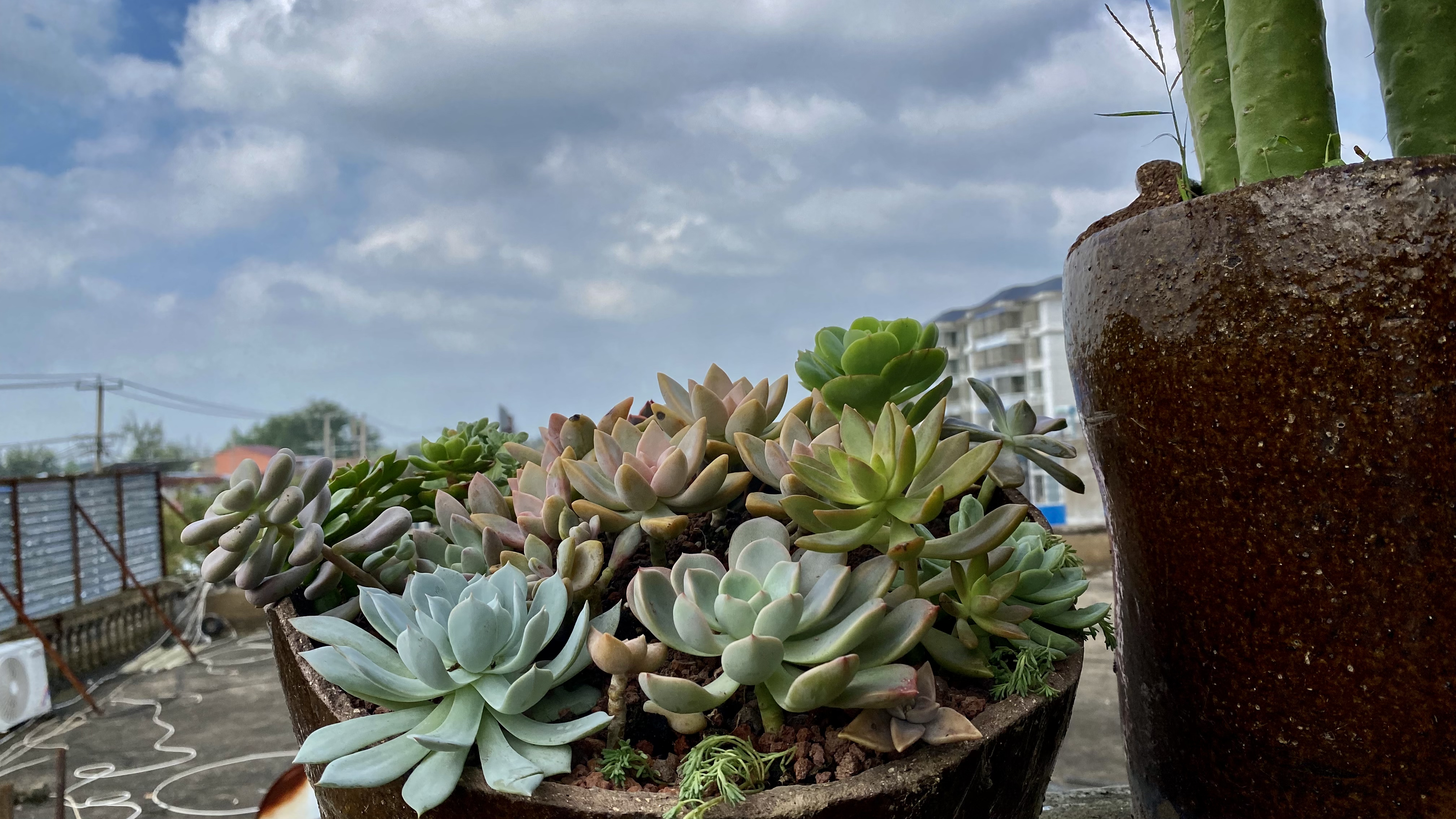 小破缸栽上多肉,一下子美起来了