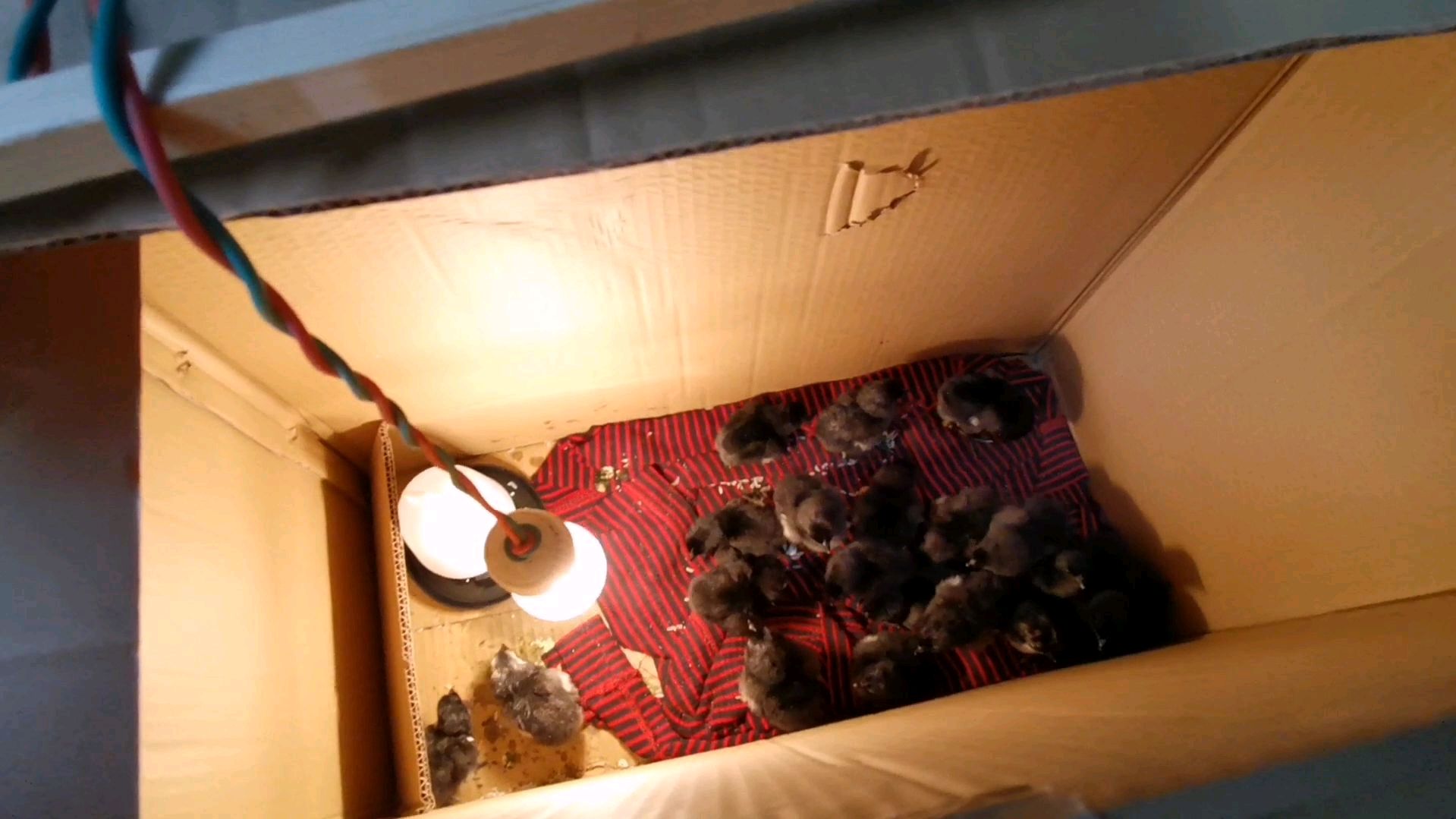 第一次孵化小鸡,期待了24天小鸡终于孵化问世了,网友说太萌了