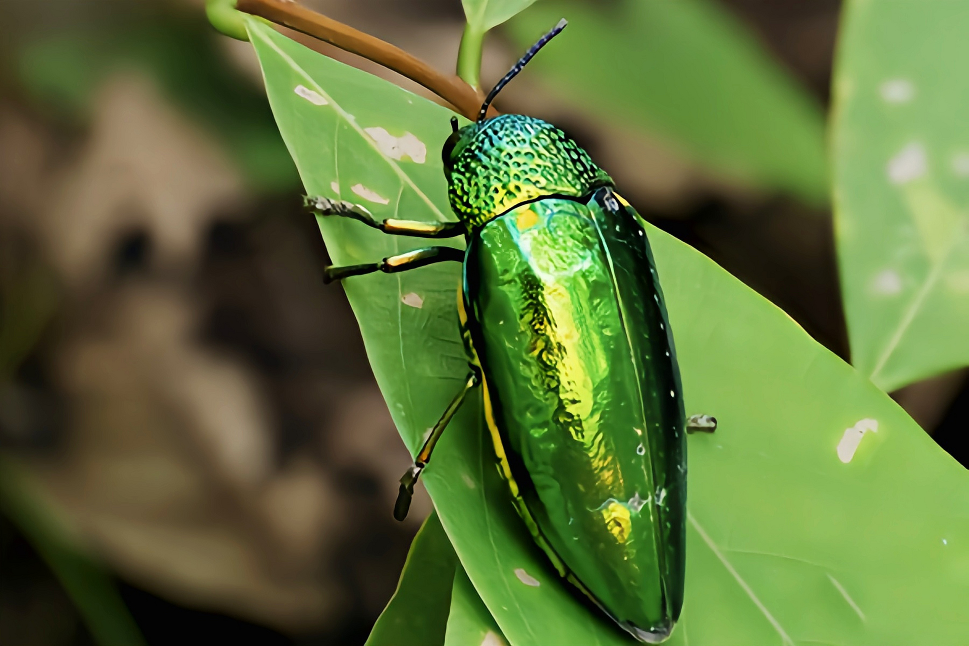 每天认识一种昆虫——宝石吉丁虫 宝石吉丁虫又名宝石甲虫,绿点椭圆吉