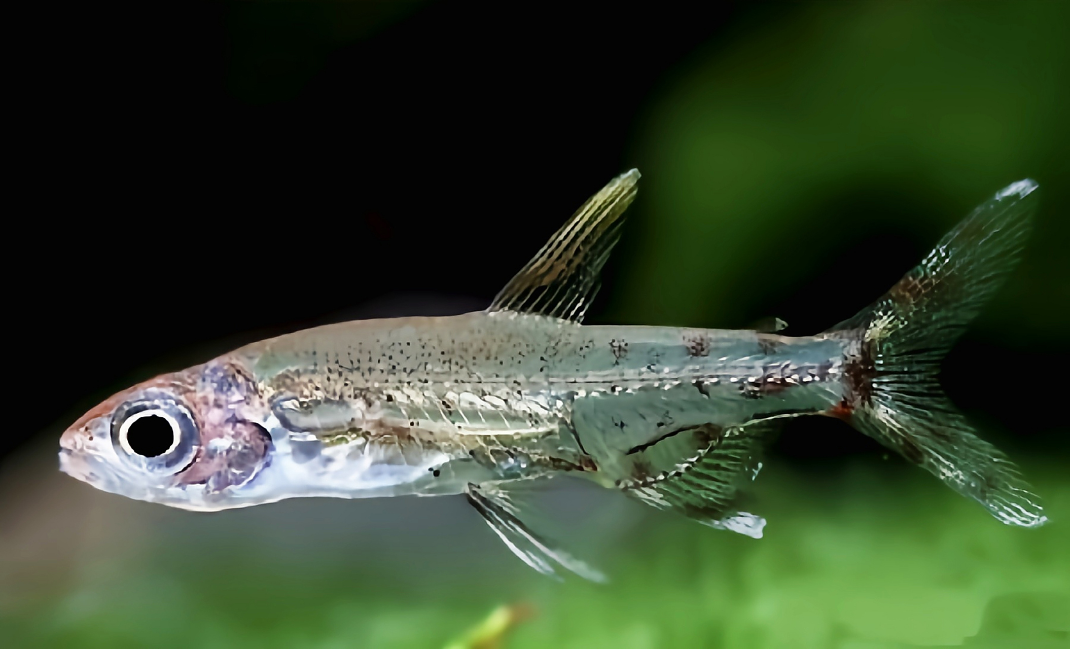 每天认识一种动物——安东尼灯鱼 安东尼灯鱼别名亚东