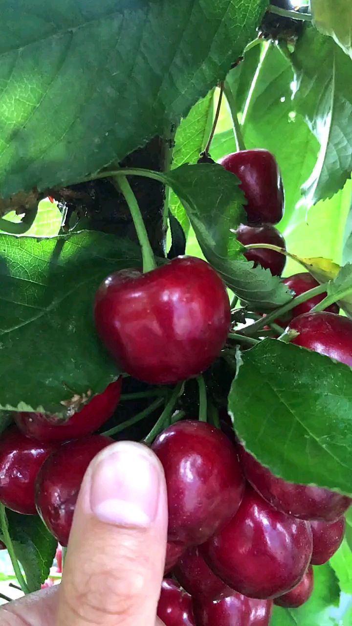 都说塔玛拉大樱桃好你知道好在哪里嘛