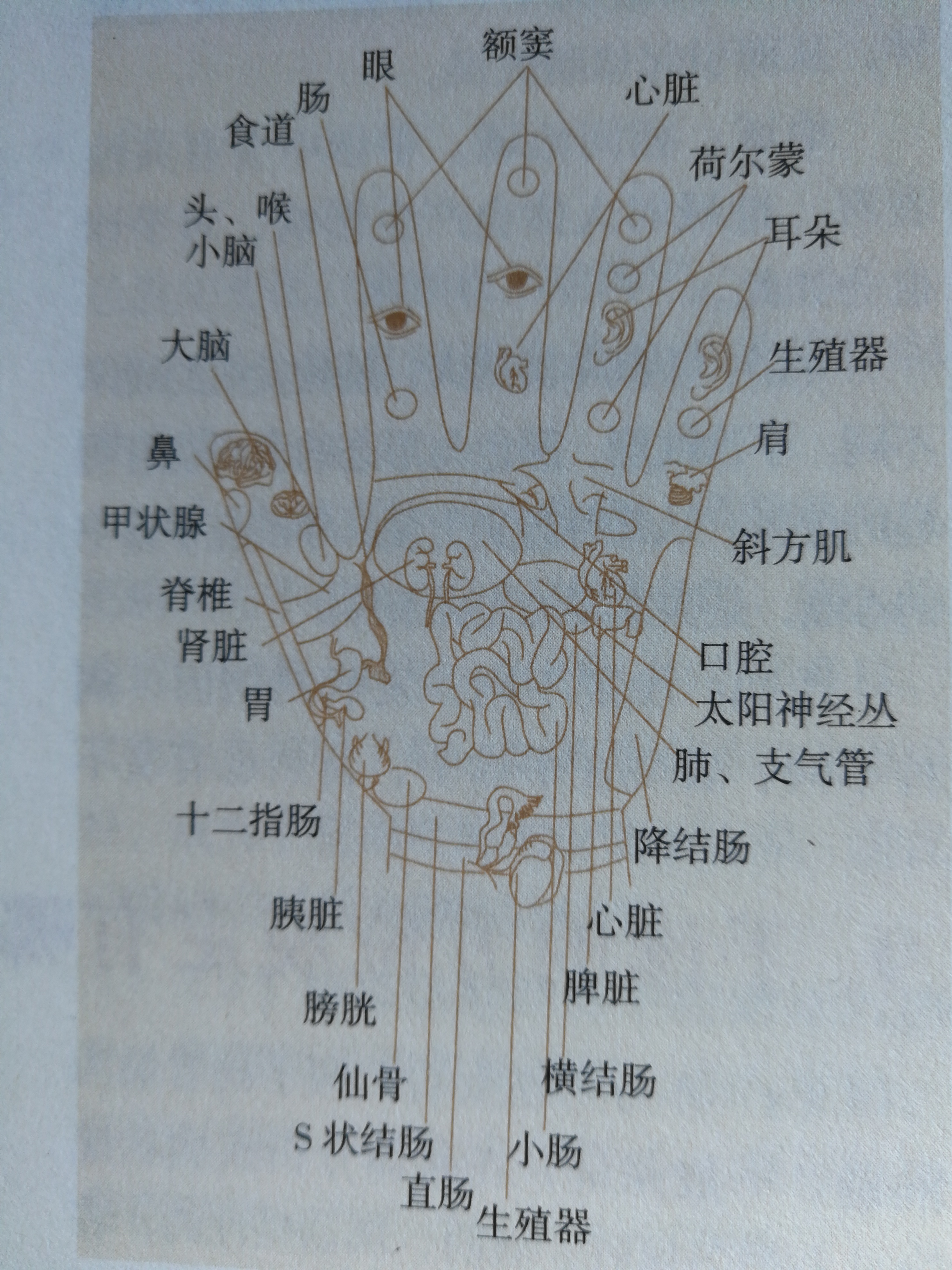 手掌对应的人体脏腑病理区如何划分