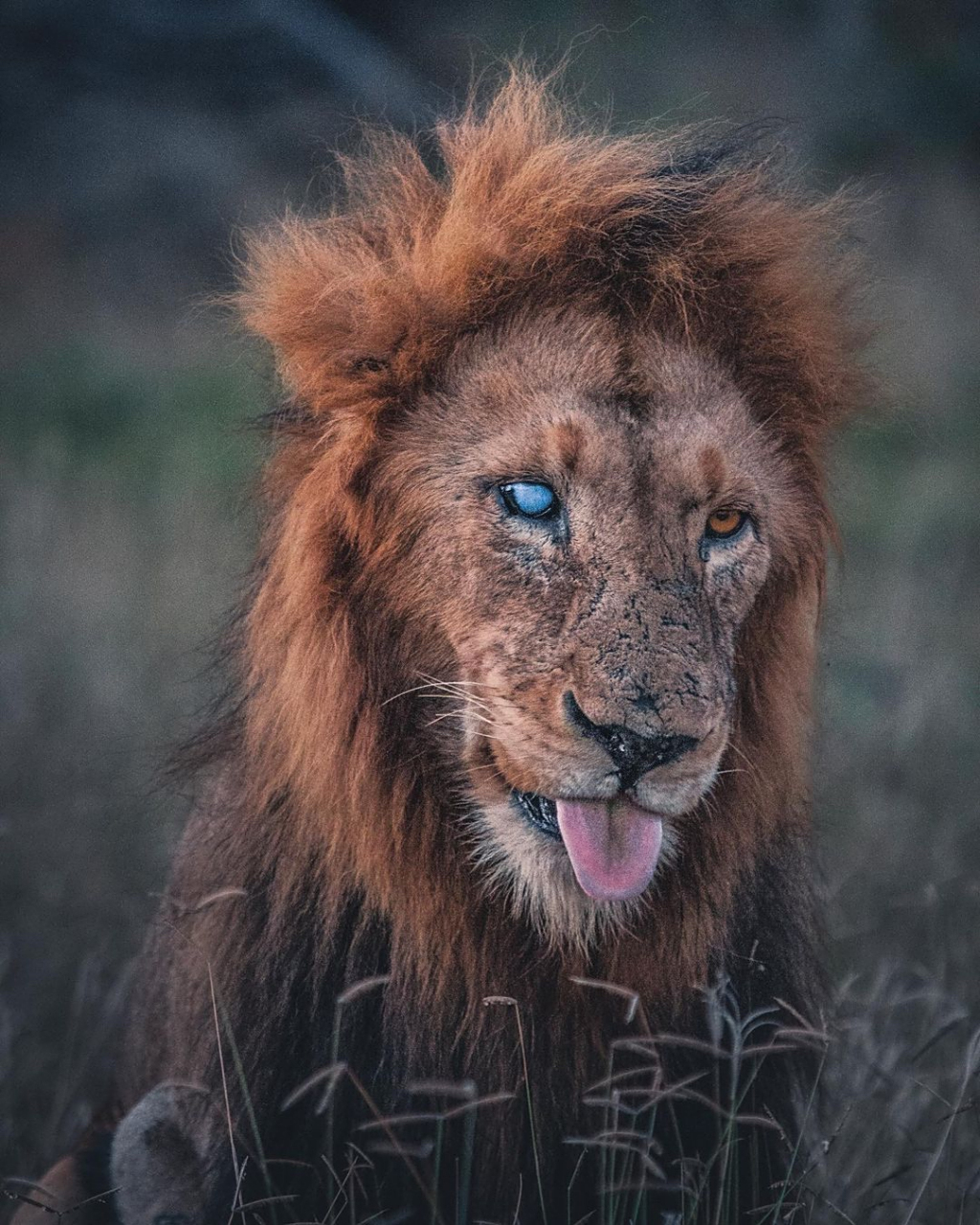 这只雄狮虽然得了青光眼,但丝毫没有影响它的视线,它的奔跑速度依旧