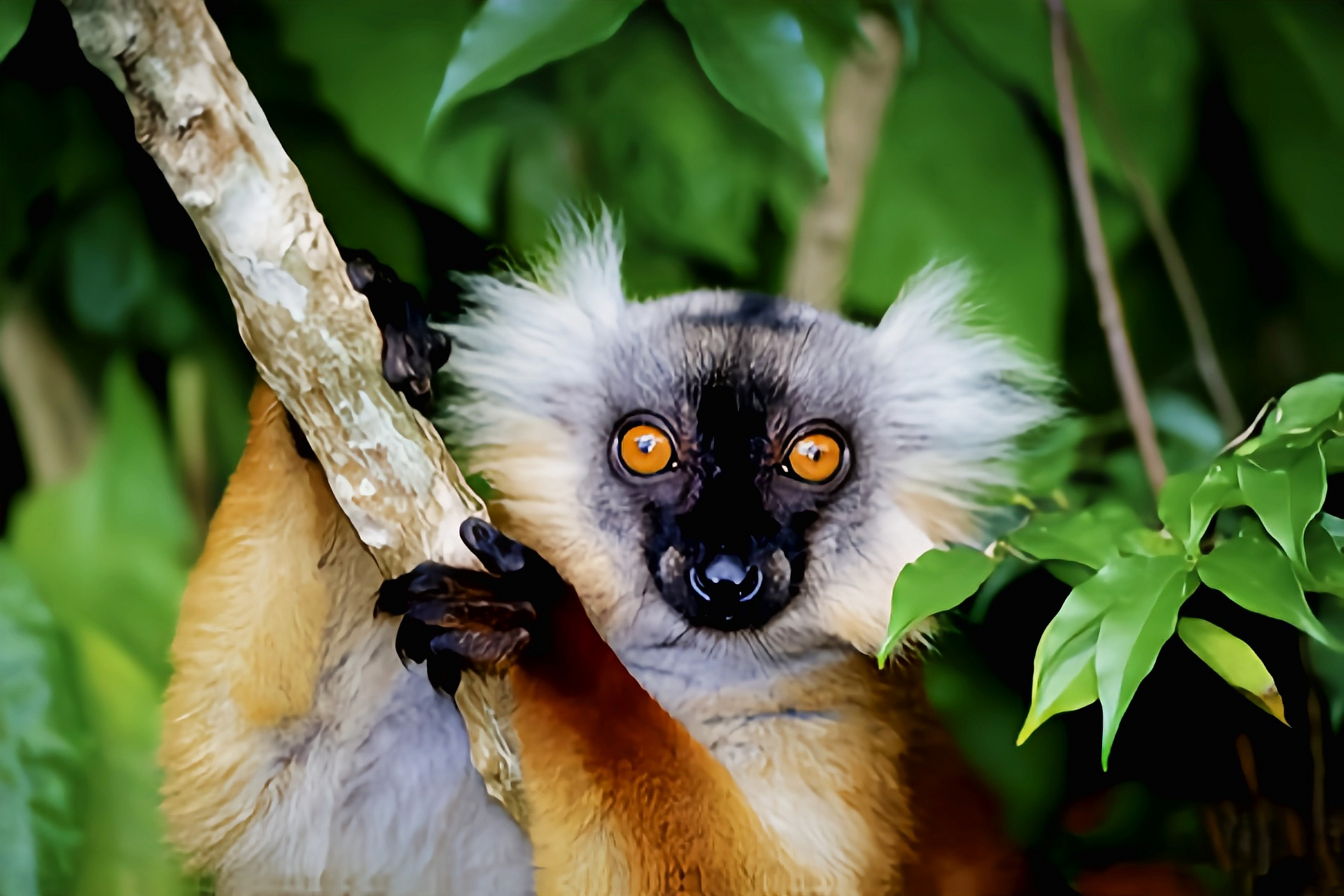 每天认识一种动物——黑美狐猴 黑美狐猴马达加斯加特有物种,共2个
