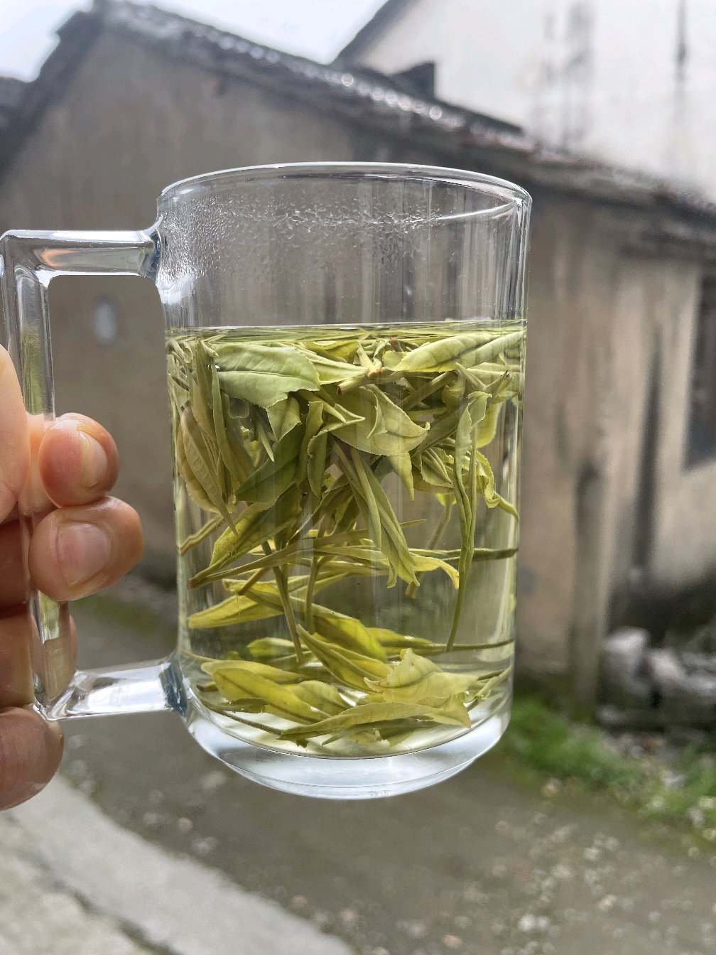 雨前口粮高山白茶