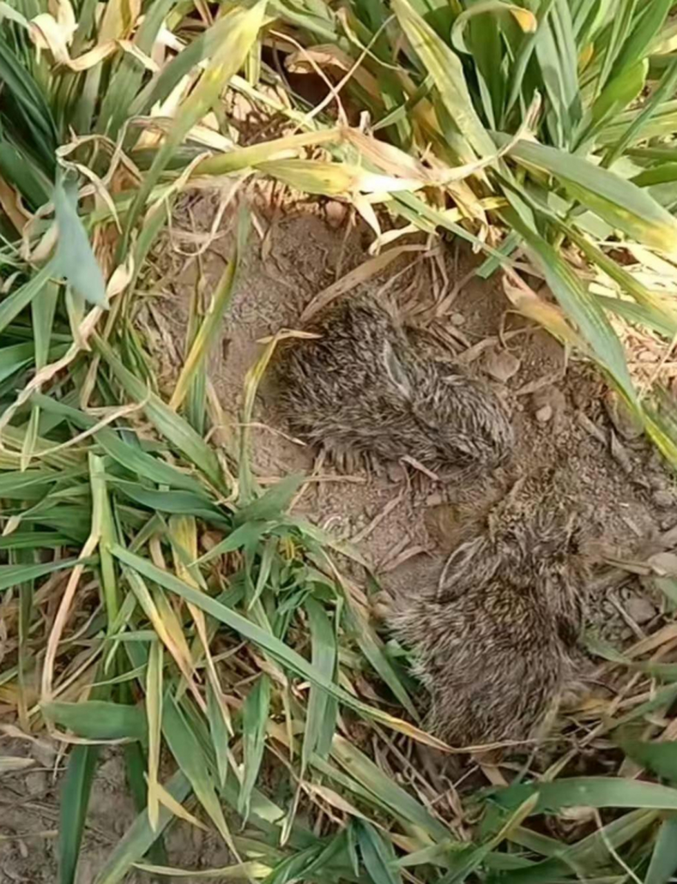 麦地里发现一窝可爱的野兔子92