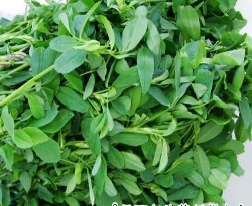 北方农村常见的几种野菜,营养价值尚高