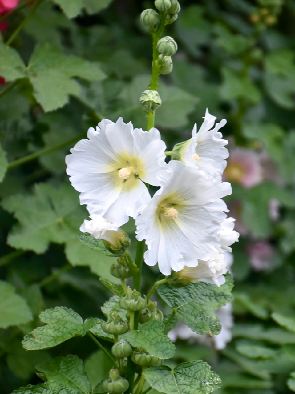 白色蜀葵  最早于四川发现,故得名.在端午开花,称端午花.