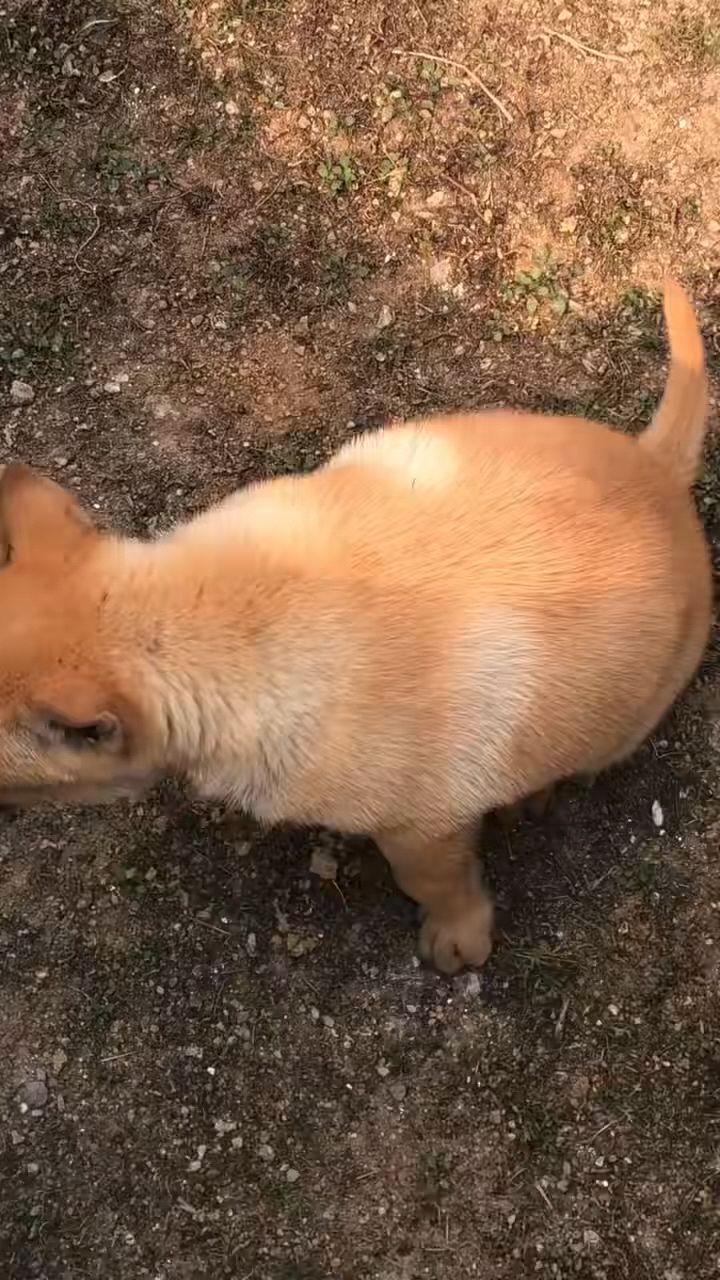 中華田園犬廣西土獵犬