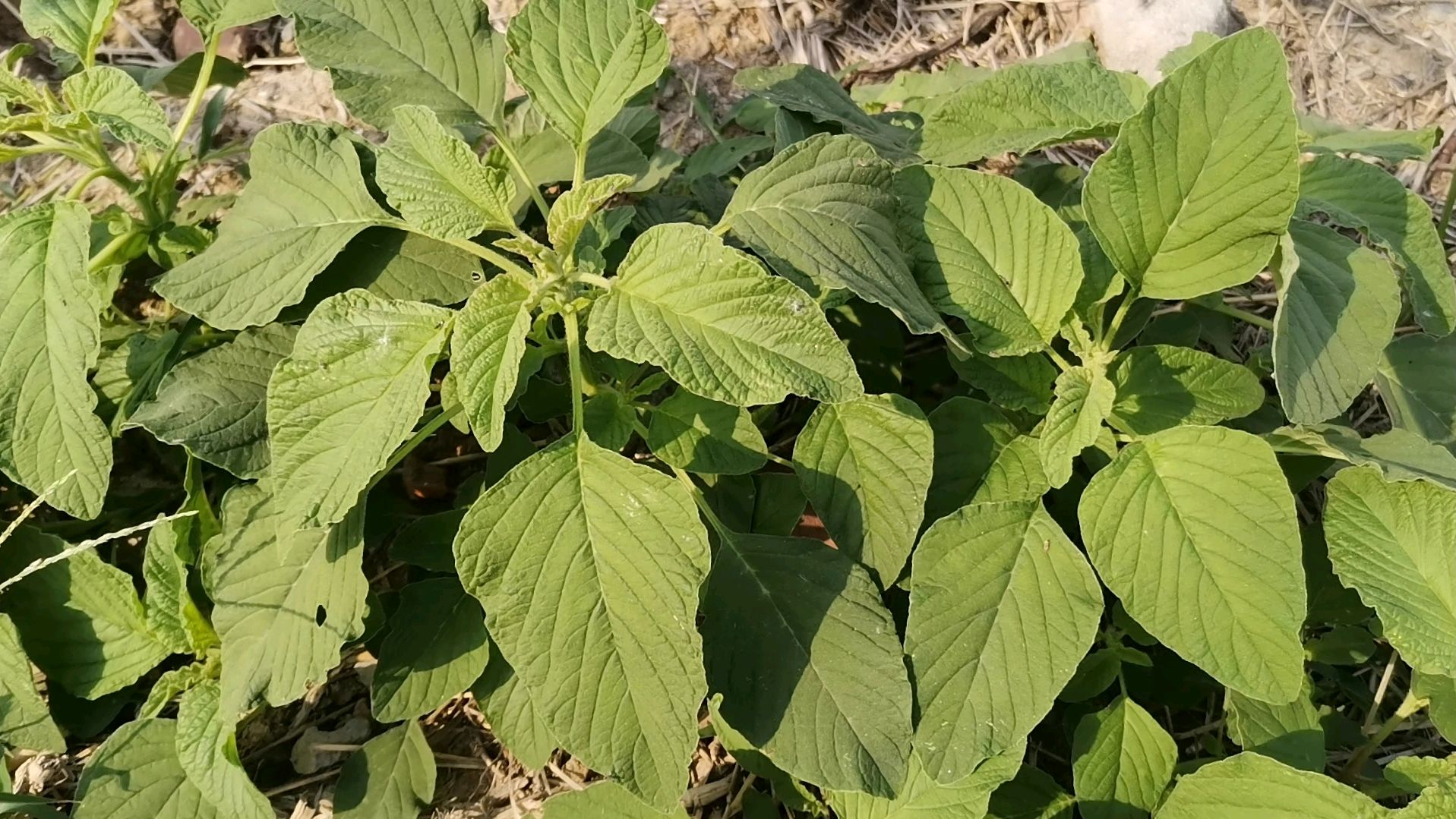身体缺钙?推荐一种野菜放心吃,补钙比喝牛奶强,老人孩子可多吃