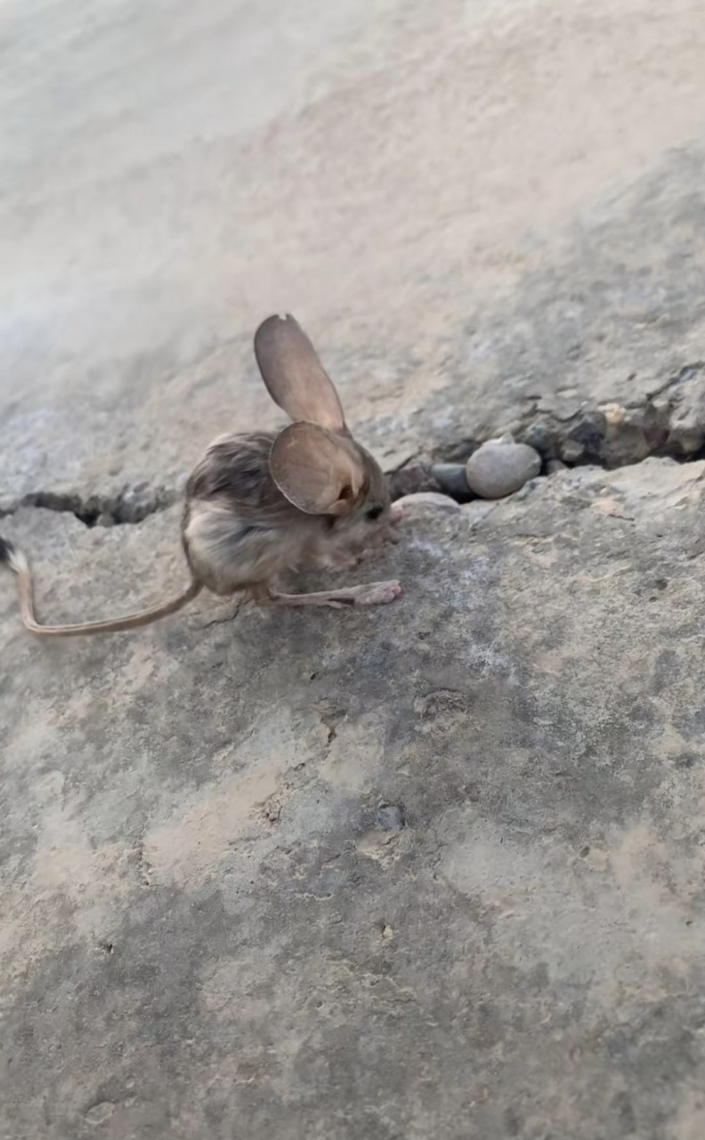 这是什么老鼠啊?尾巴这么长?