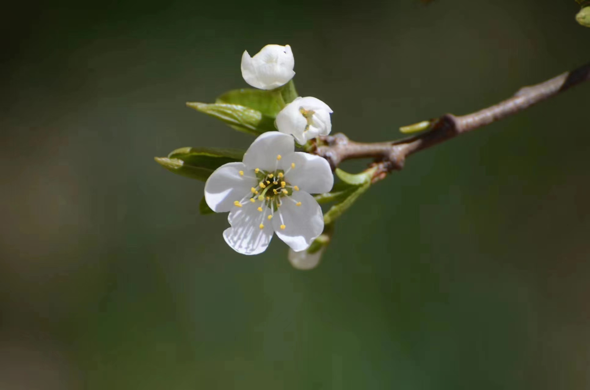 春日赏花季# 北京房山霞云岭大滩,京郊赏梨花好去处,免费好玩人不多.