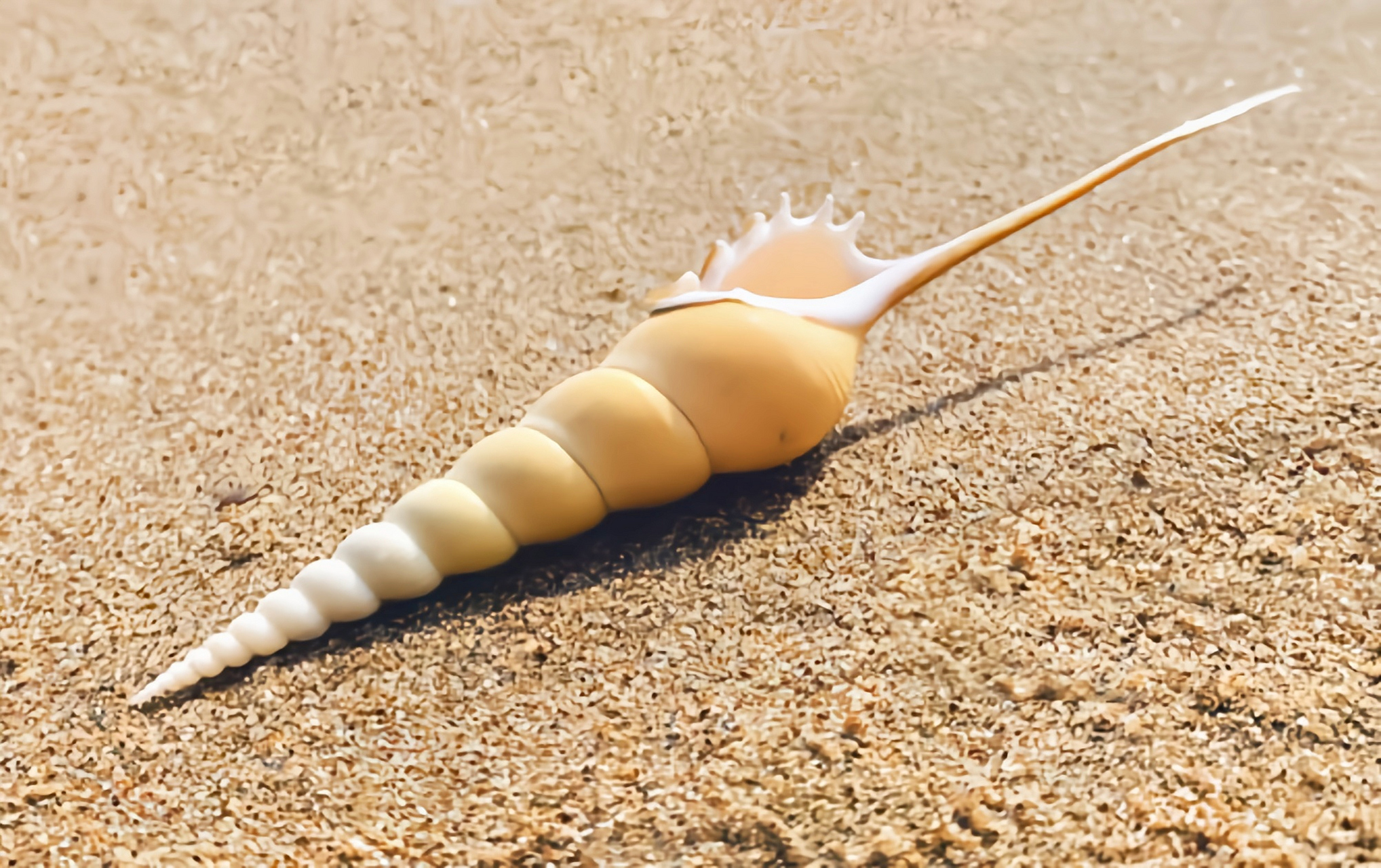 每天认识一种动物——长鼻螺 长鼻螺分布于我国南海至西印度洋,成螺长