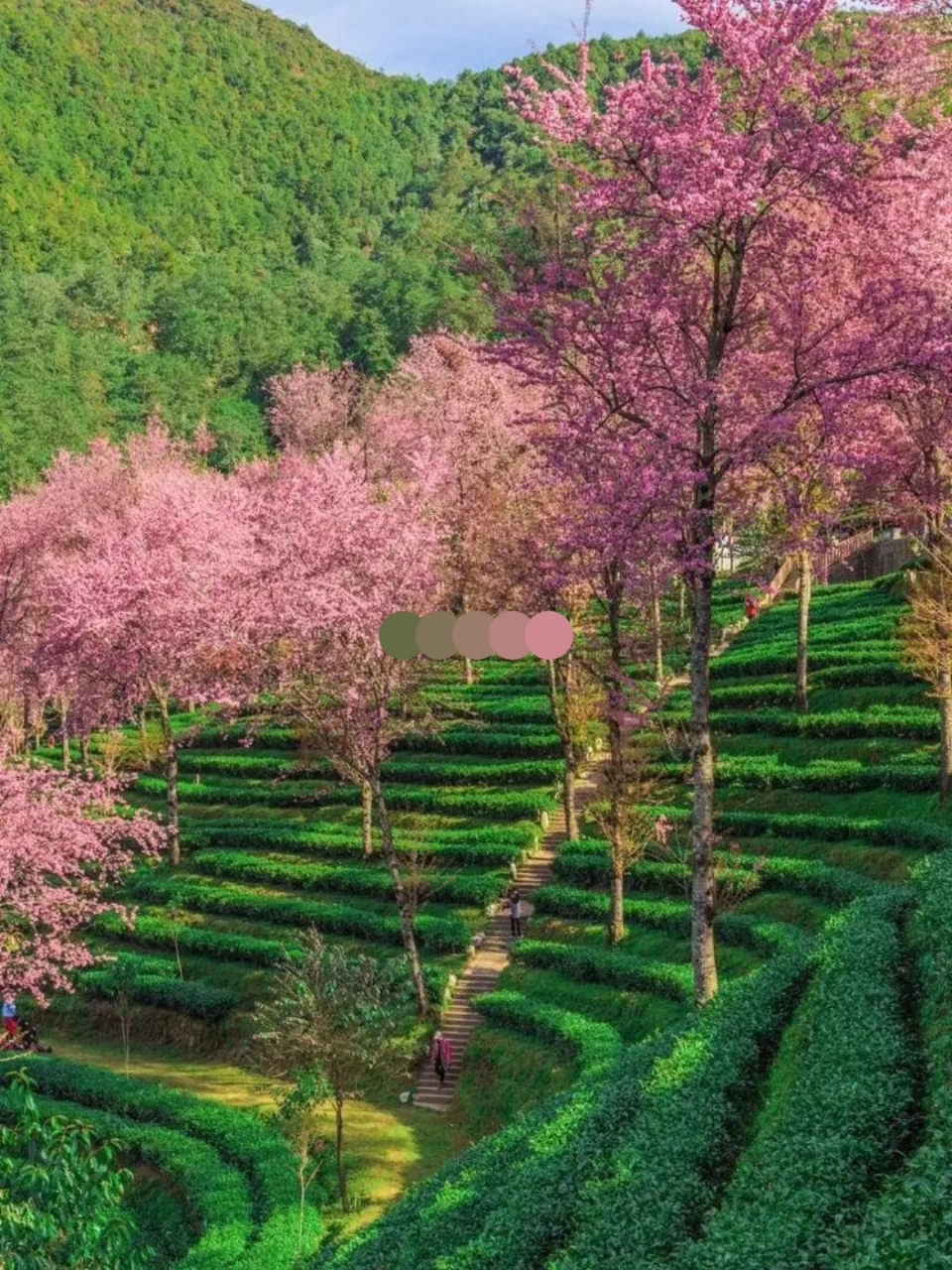 云南樱花谷风景区图片