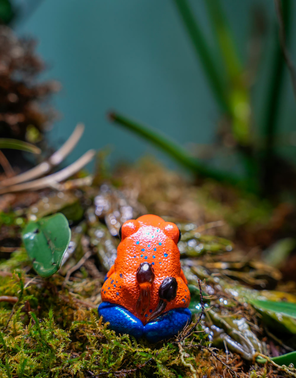 草莓箭毒蛙正背着小蝌蚪在寻找"雨林"中的小水洼