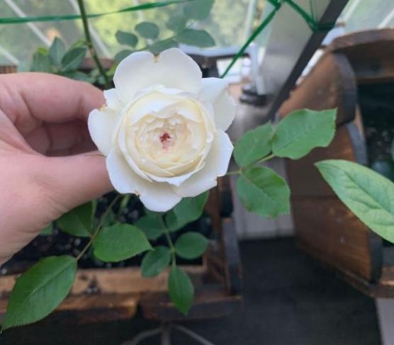 小抒情曲月季多季开花吗香味怎么样单朵花期几天勤花吗