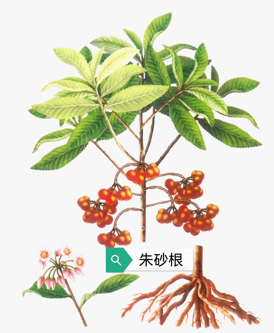 中药古今研究:朱砂根,矮茎朱砂根
