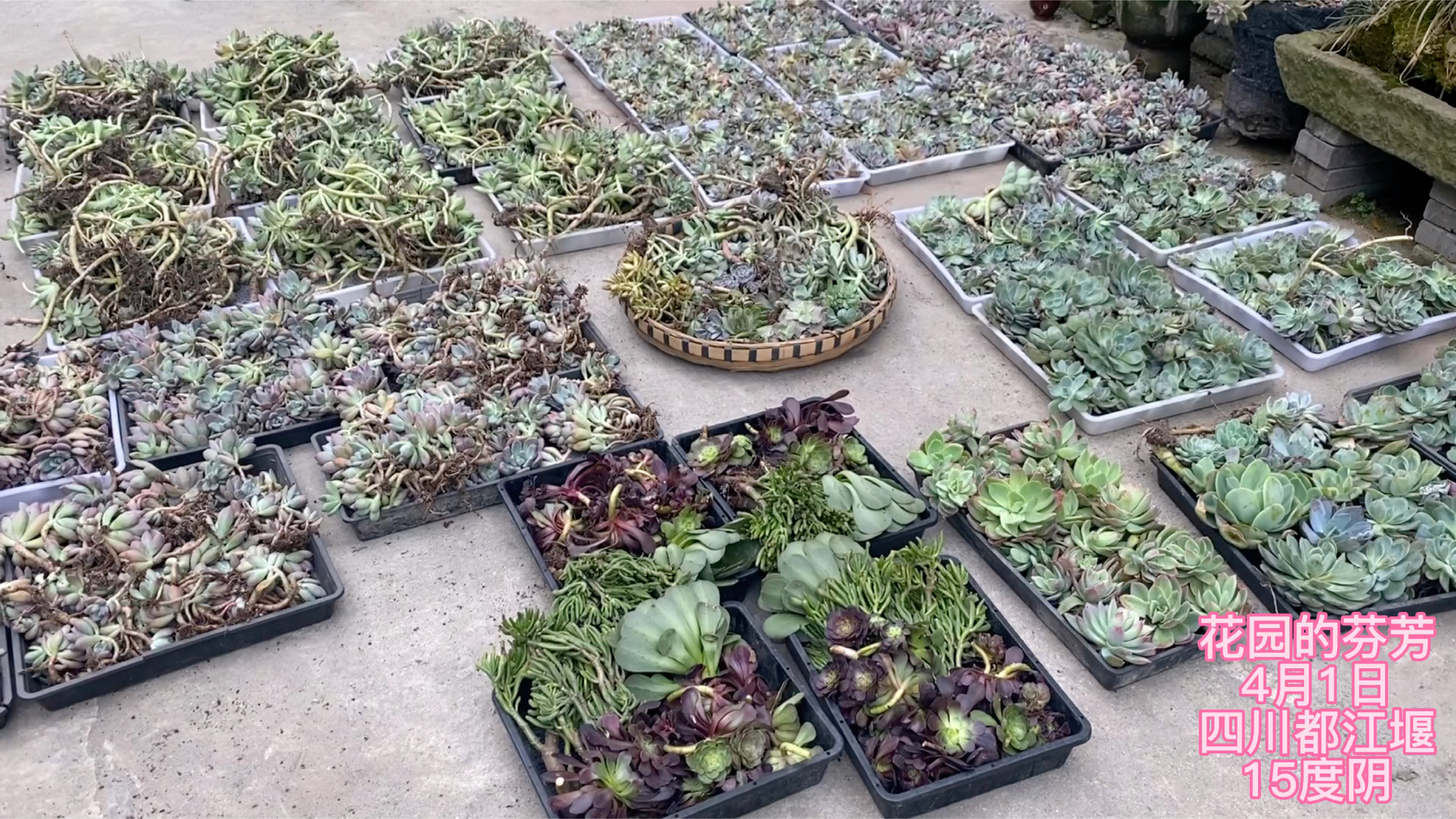 筐拍多肉老桩和砍头苗回来了,全都是地栽苗,太好养了