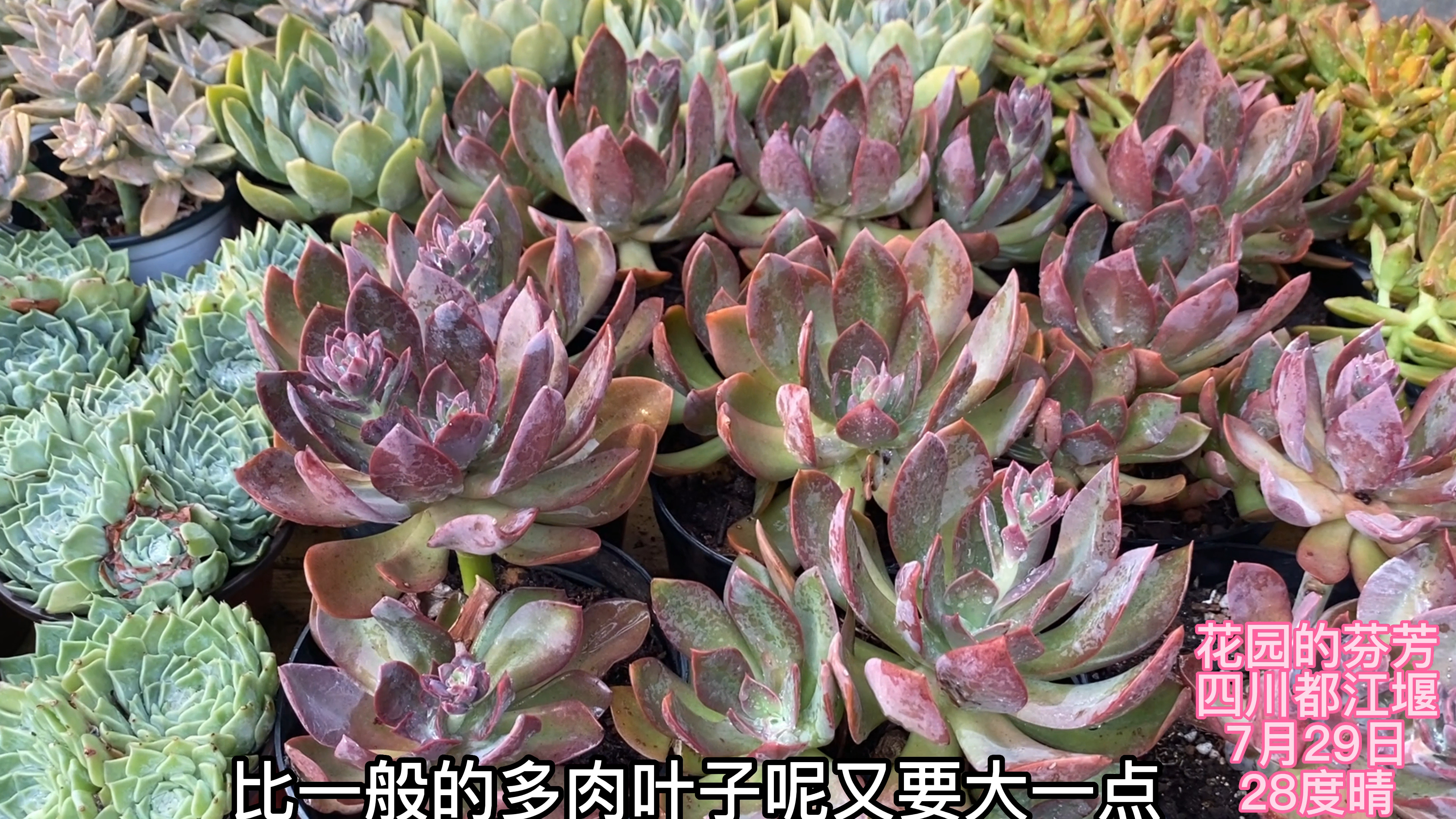 夏天是魔鬼,浇水后的大棚变水灵了,耐热又红的多肉不用退坑