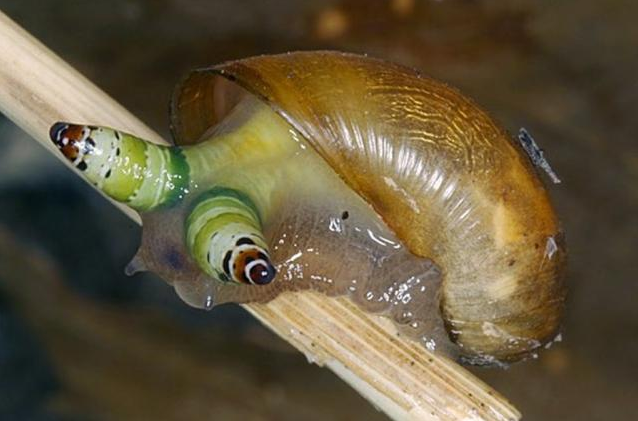 僵尸蜗牛有毒图片