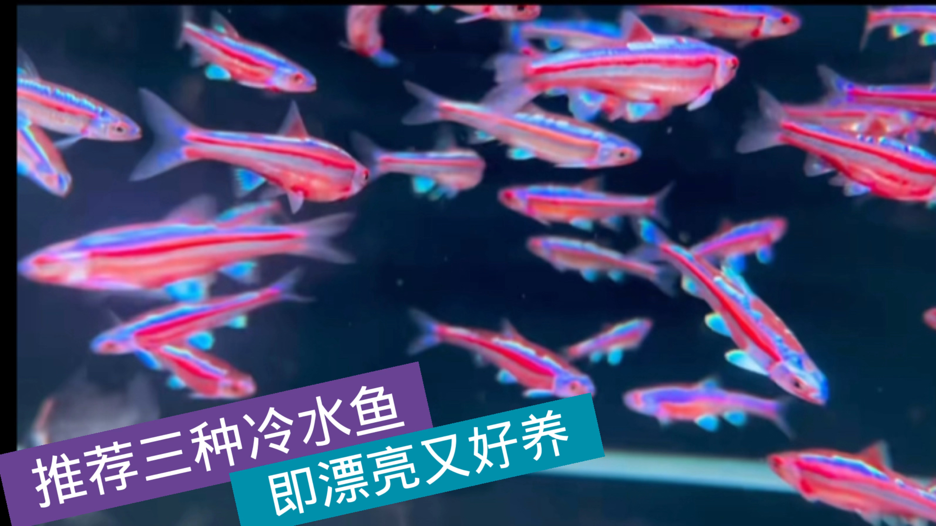 向新手们推荐三种冷水鱼,既漂亮又好养