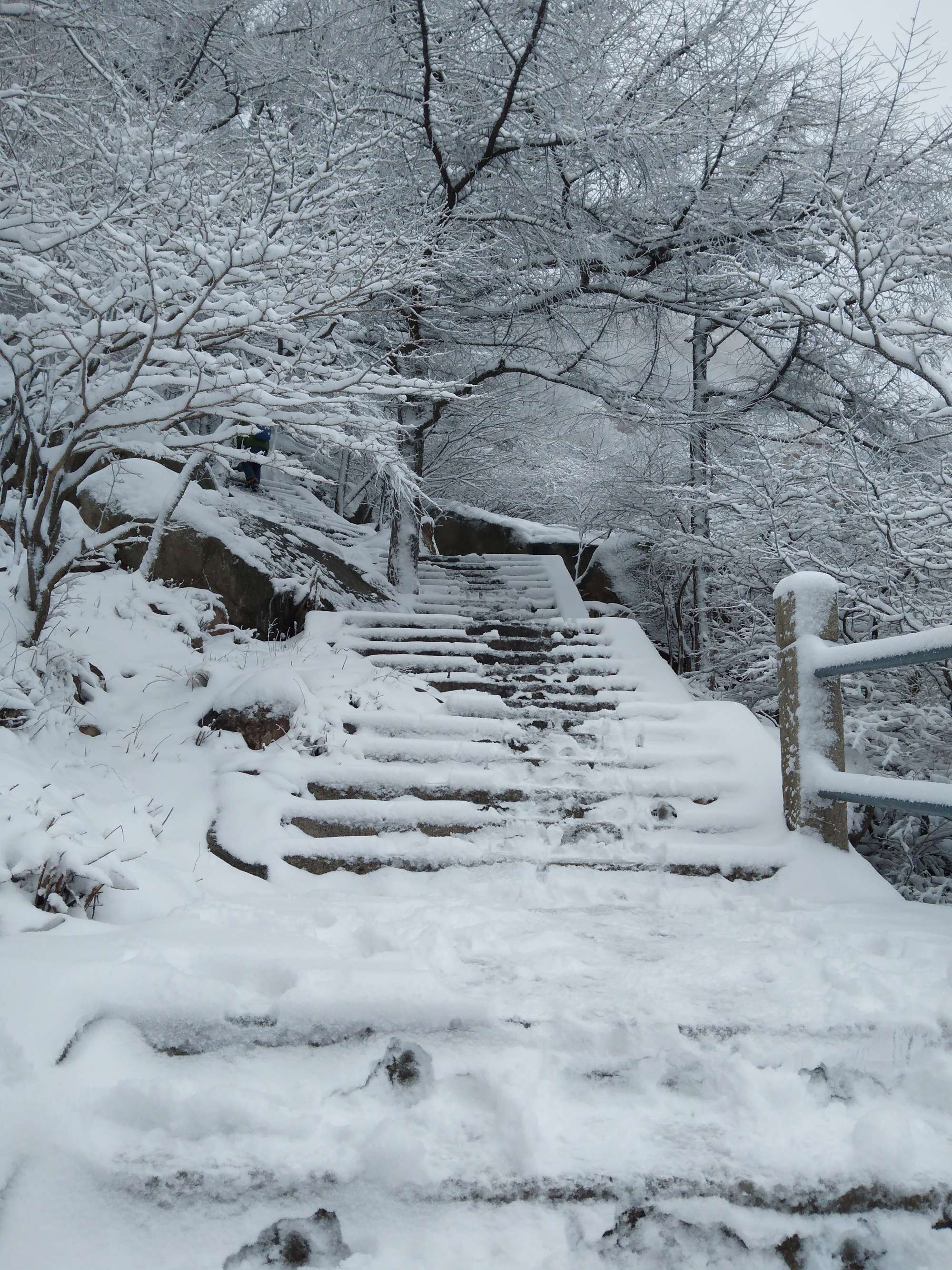 崂山耐冬降雪图片图片