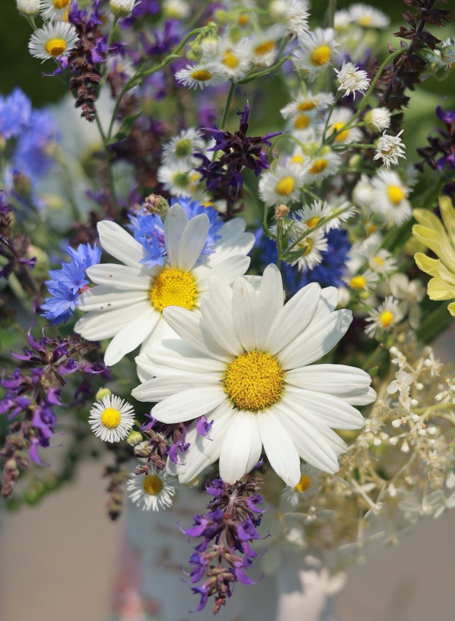 插了一瓶冷色调的花微风 ,保持心中热爱,生活便会一路向阳,只做最好的