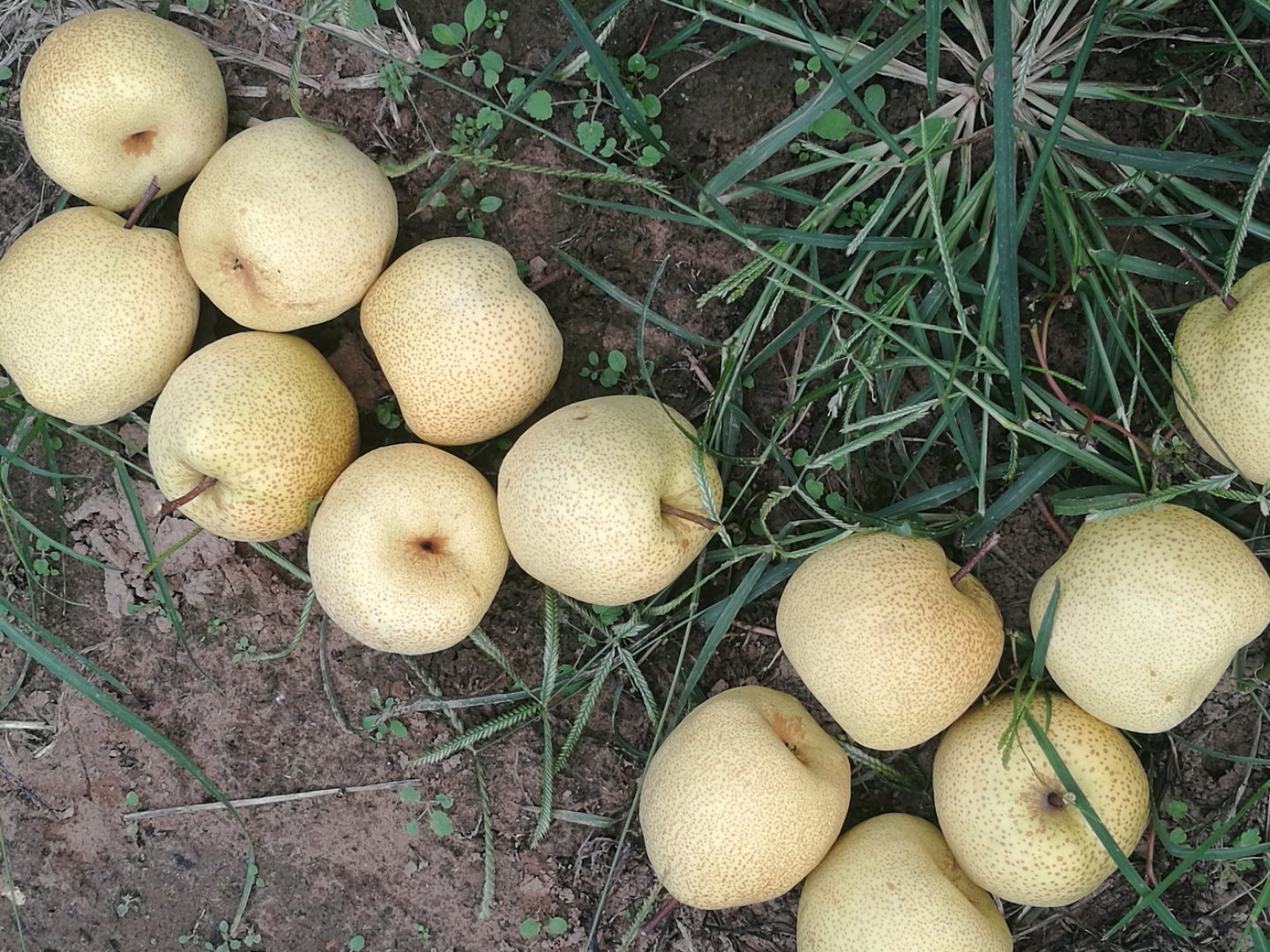 百年老树砀山酥梨