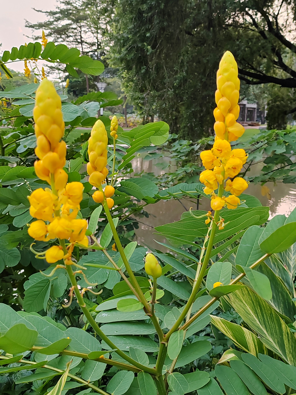 金灿灿的秋花:刺荚黄槐,翅荚决明 秋花潋滟,像金色的火把冉冉升起