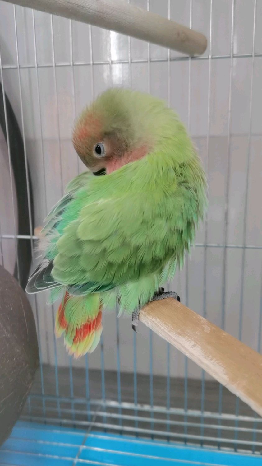 面类红头绿闪牡丹鹦鹉#胖球来一段劲爆的表演-度小视