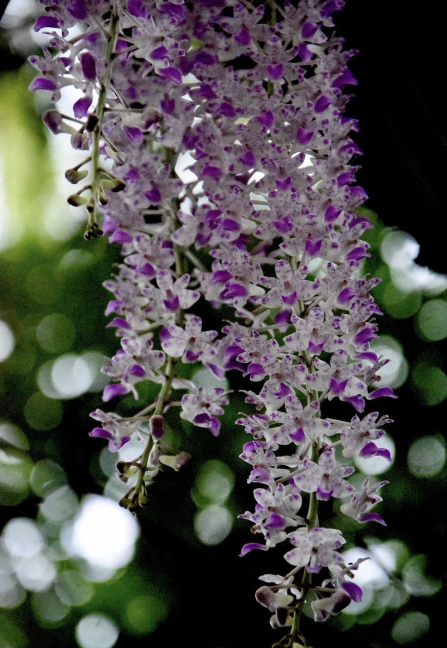 盛花期的狐尾兰,在微风中摇曳,清雅脱俗 #摄影# #花# #治愈系美图