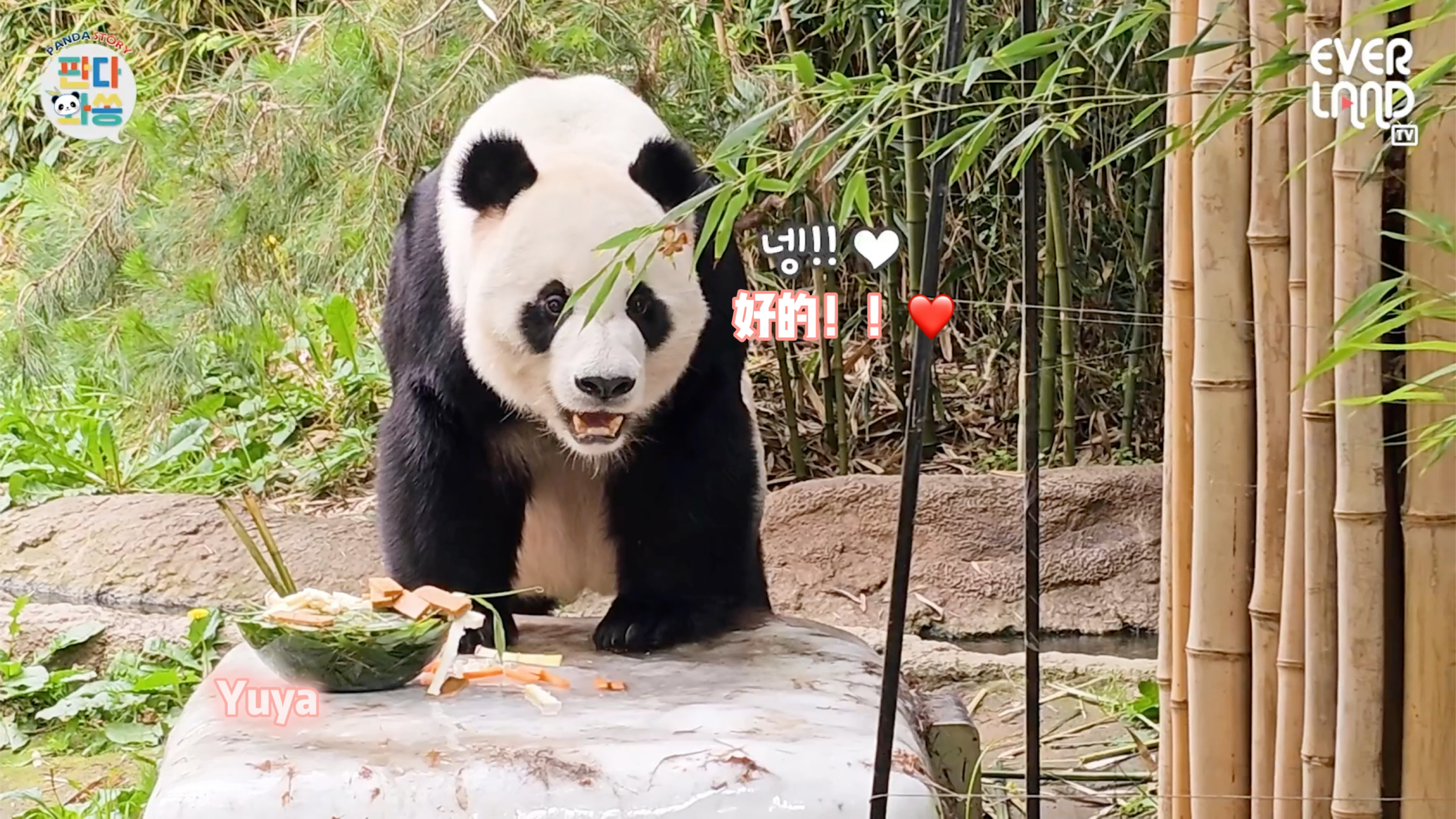 旅韩肌肉熊猫乐宝的夏日清凉vlog