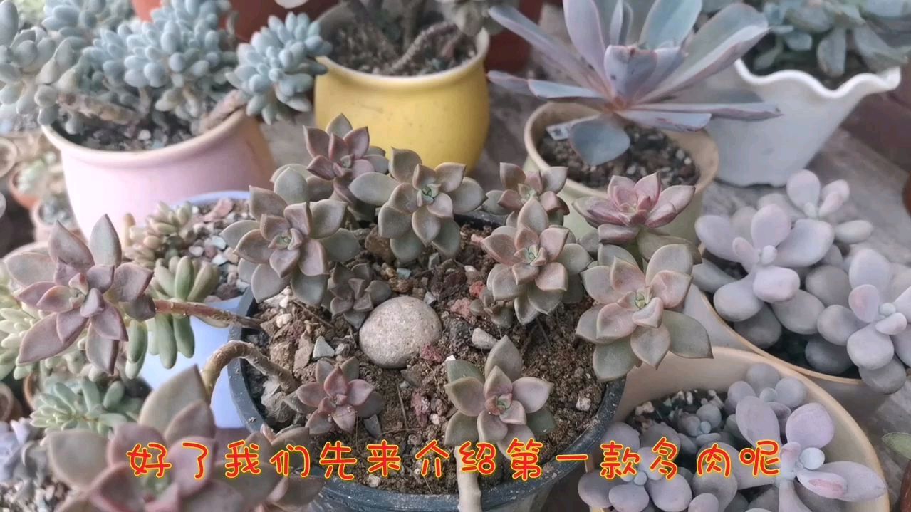 今天给新手朋友推荐几款夏天好养的多肉