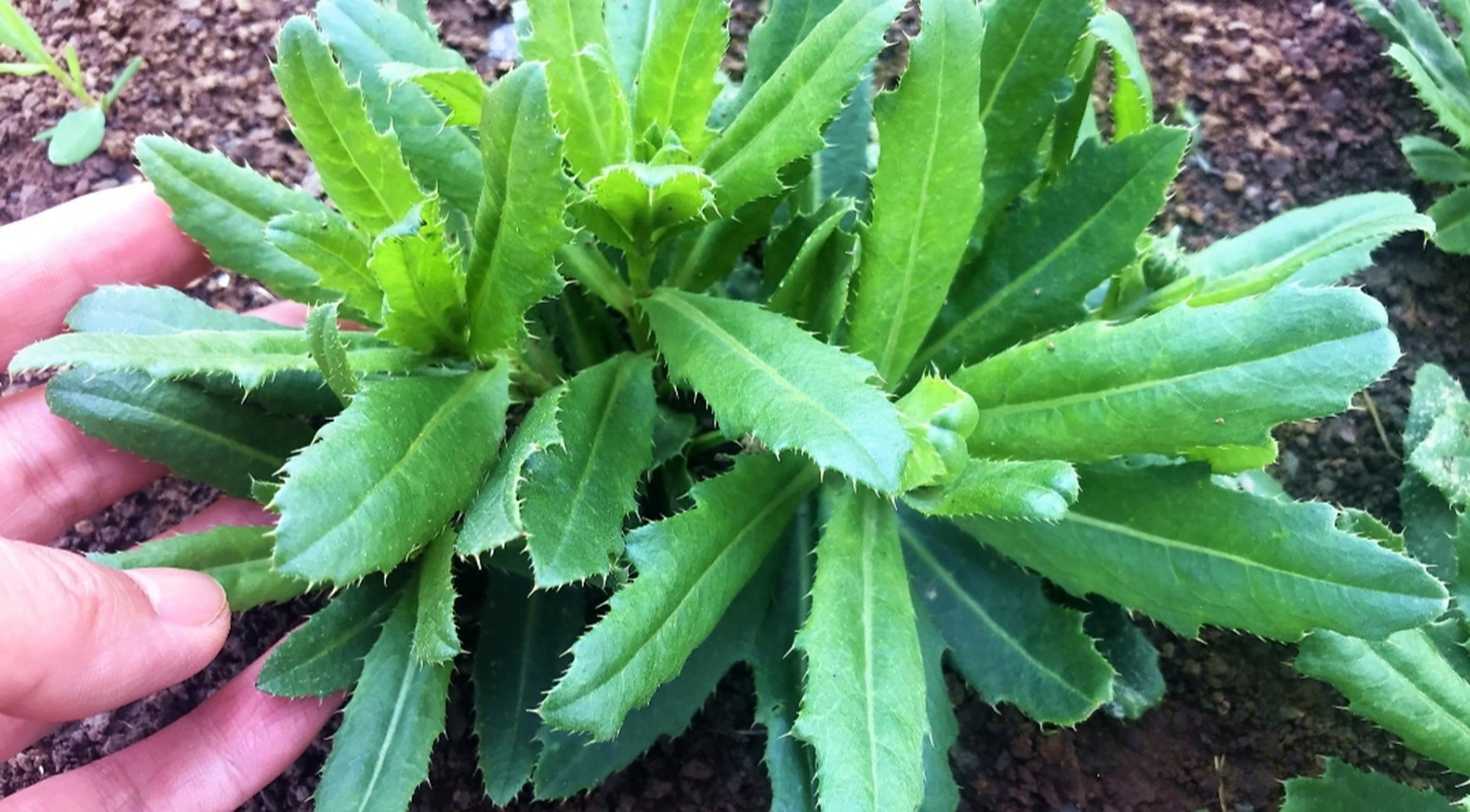 小野草大妙用 雨后的地里会出现很多野草,今天我们要讲的就是小蓟