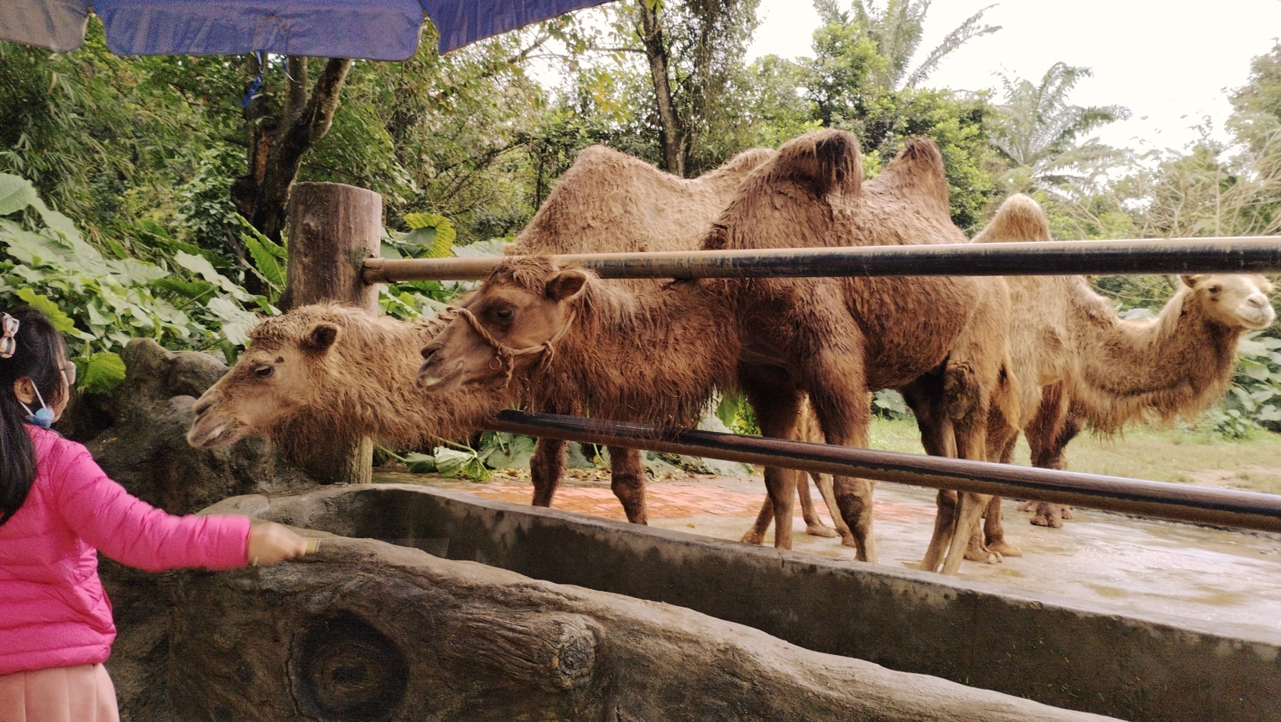 我在海南野生動物園拍動物吃