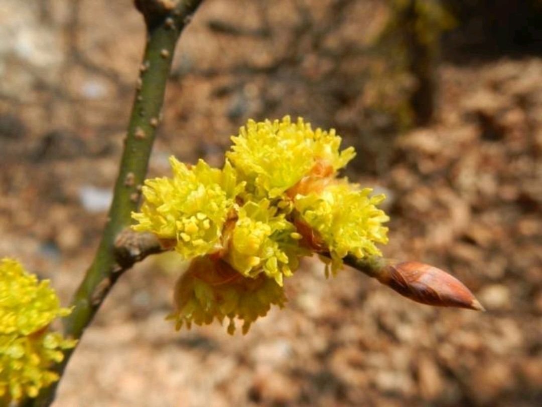 三桠乌药是一种怎样的树种?