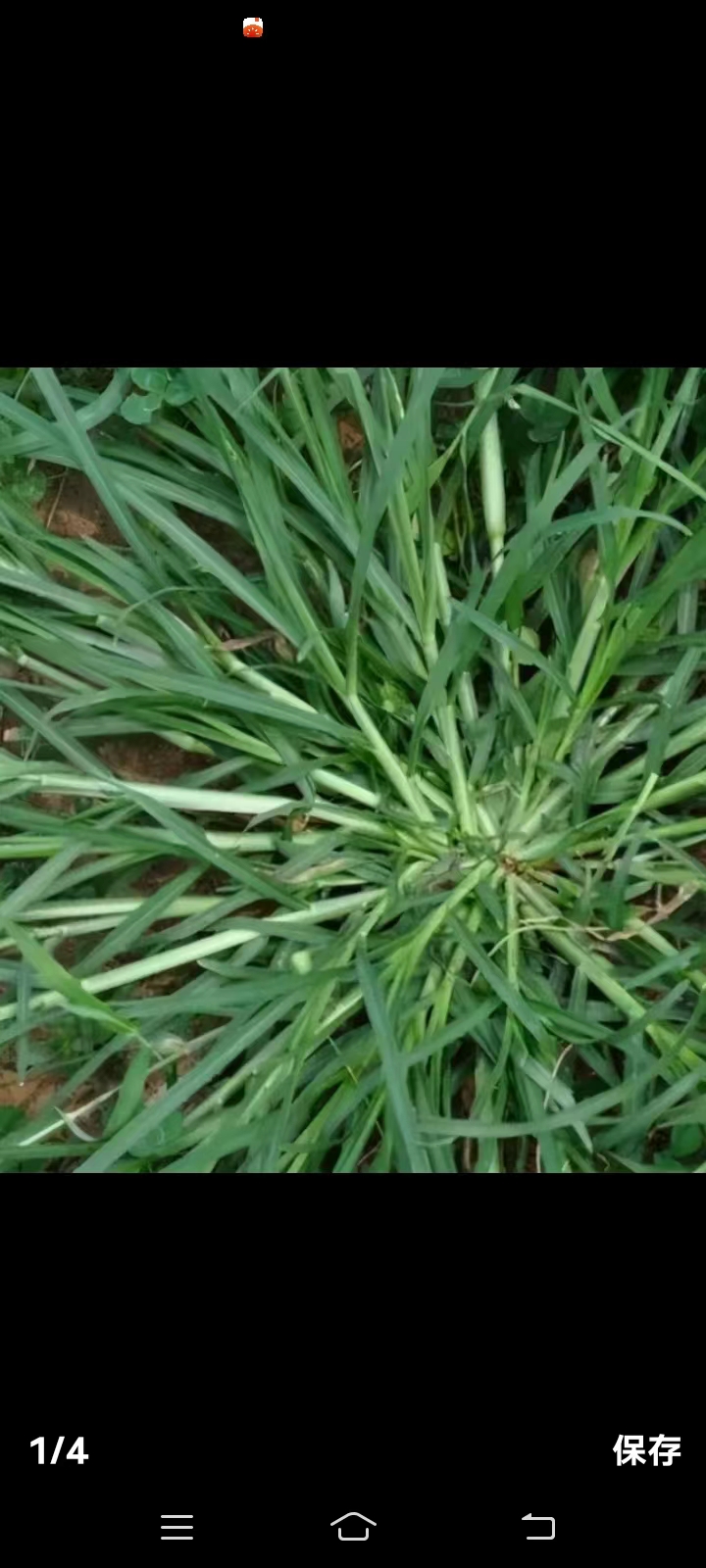 牛筋草有很多叫法,有叫千斤拨的,有叫千千踏的,有叫千金草的.