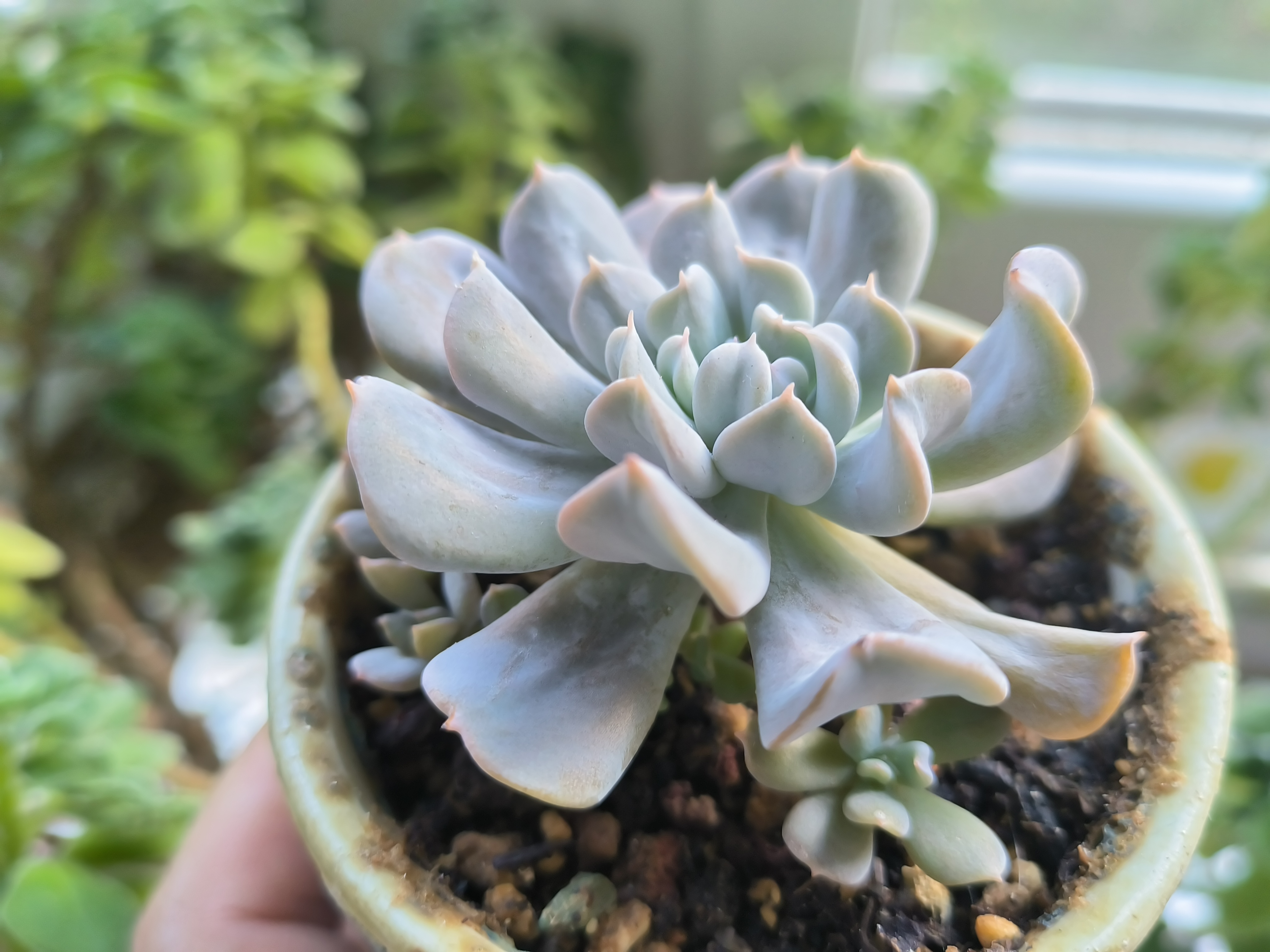 特玉莲形似菊花,多肉界的另类.