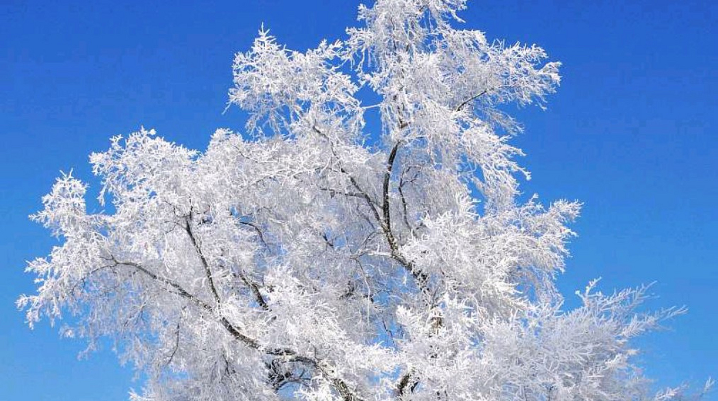 那些冬天才有的美景#  雾凇,大自然的杰作,是冬季的独特风景.