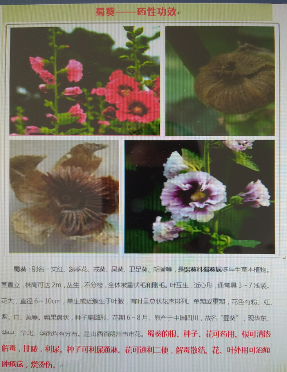 中药"蜀葵"一一药性功效