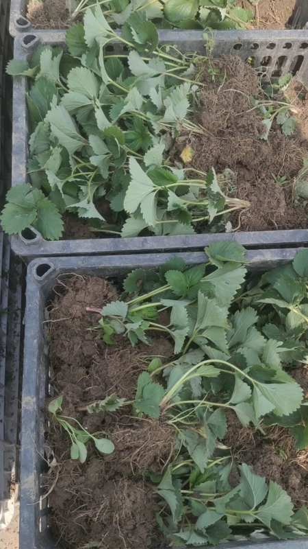 假植草莓苗带土球出苗,移栽成活率高,花芽分化早!-度小视