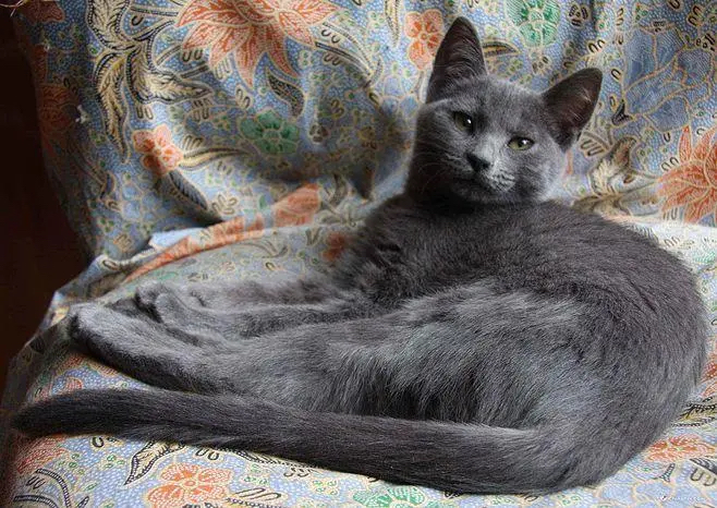 猫咪品种百科:俄罗斯蓝猫,颜值高且寿命长的战斗民族猫