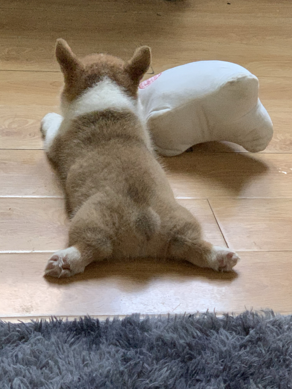 千万不能板鸭趴#柯基 为了给自己升值 板鸭趴感冒了身价5000[赞同]