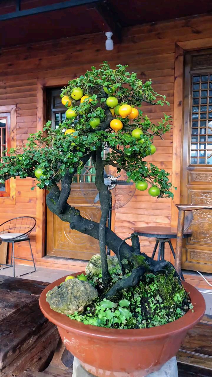 如果这盆金弹子,只留下正面的直杆部分,大家觉得怎么样