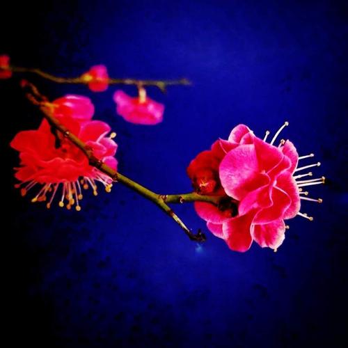 一半焰火一半雪,芳华燃尽迎春归